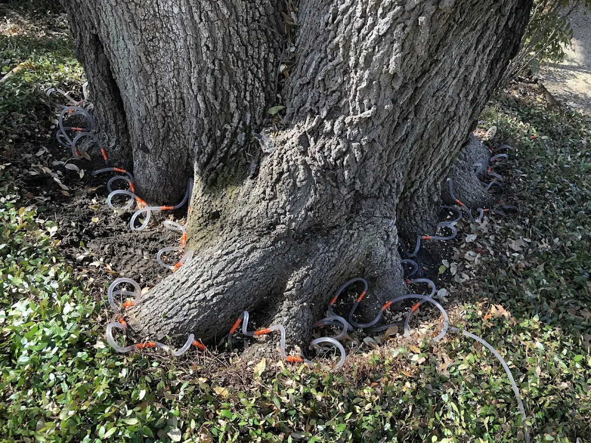 Detailed Tree Cabling and Bracing job site in Pontotoc