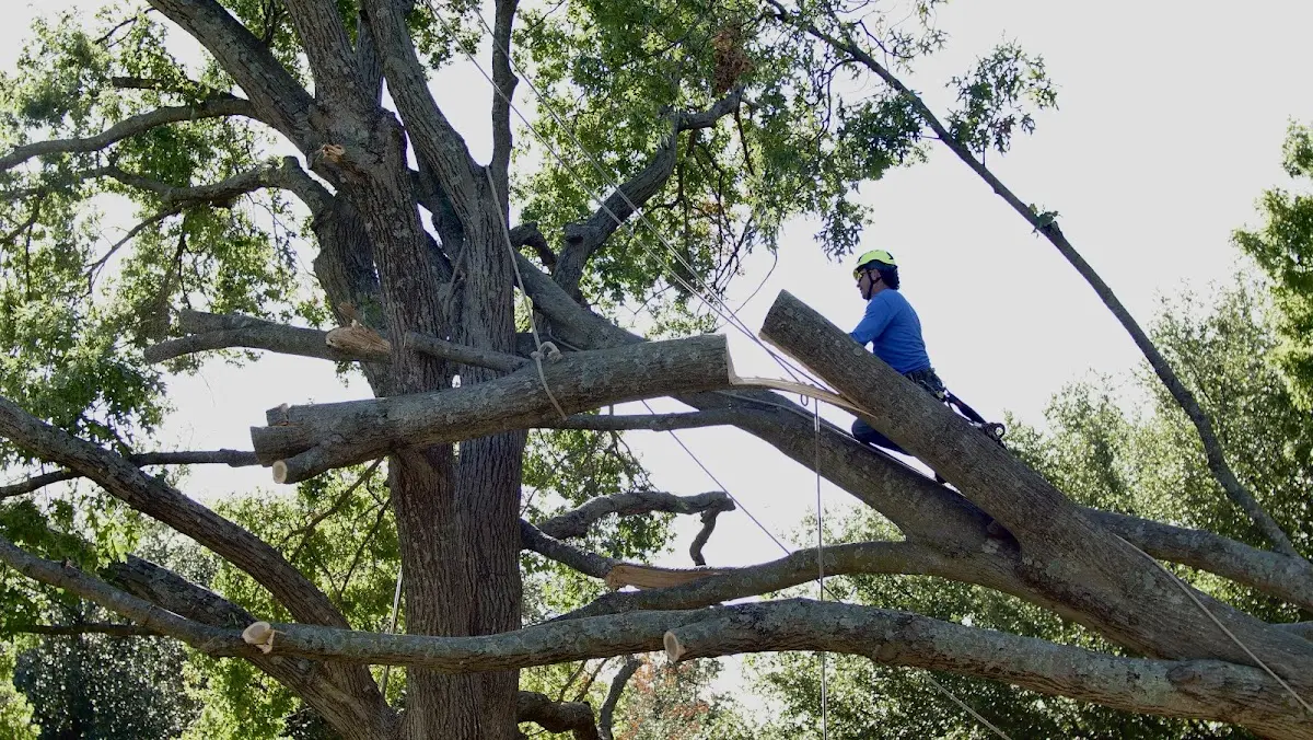 Professional Hazardous Tree Removal performed by certified arborists in Pontotoc